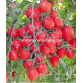 Cherry tomato seed hybrid high yield Cherry tomato seeds for growing- 8-Up